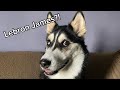 My Husky SPEAKS PERFECT ENGLISH!😳😱