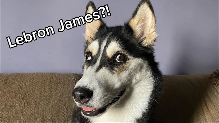 My Husky SPEAKS PERFECT ENGLISH!😳😱