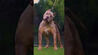 American Bully! #shorts #viral #dog #doglover #puppy #viralvideo