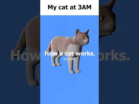 My cat at