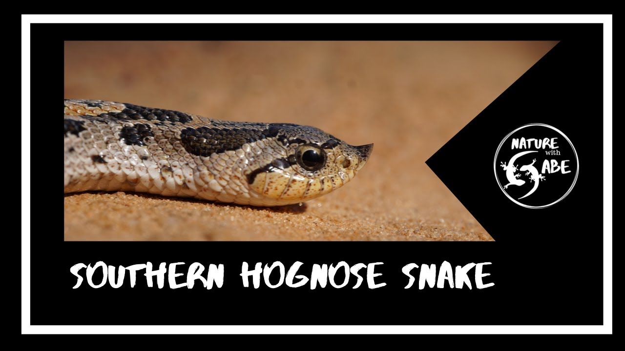 Southern Hognose Snake Species Profile 1 Youtube