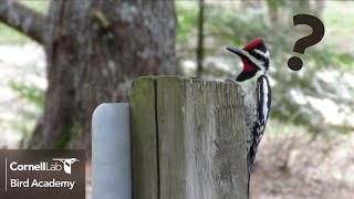 Why is that woodpecker pecking on metal?
