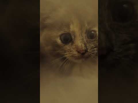 cats 4: calico