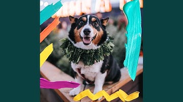 Pulsating Backdrops for Sleeping Dogs