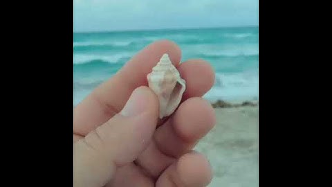 The Curious Vault 007: Shells