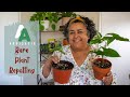 Rare and Uncommon Houseplant Repotting | Aroid Asia Plants