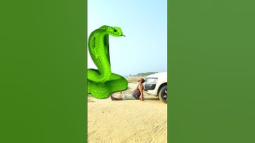 Anaconda snake in real life P109#shorts #short #snake #nagin #python #anaconda #snakes #bigsnake