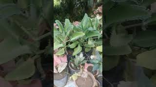 widows thrill, devils backbone, kalanchoe, sigonium gardening newshortplants viralsmallplants