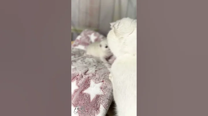 Video 8211861: scottish fold cat talking, scottish fold cat kitten, scottish fold mother cat, scottish fold baby cat, scottishfold meow, cat old, cattery