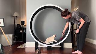 How to train your cat to use a cat wheel