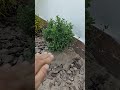 importância de deixar um espaço para as raizes