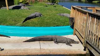 Gators at GATORLAND, FL! by pjk033 2,082 views 2 years ago 30 seconds