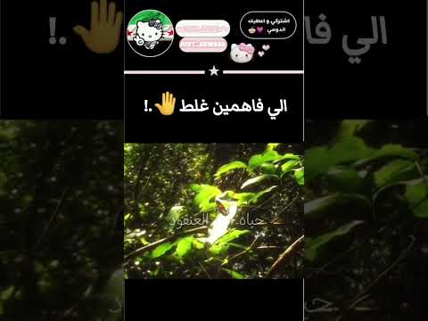 فاهمين غلط #fypシ゚ #blackpink #kpop #جيش_اروى #فانز_اروى #Just_Arwa