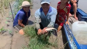 Hành trình Săn Bắt Cá Đồng Miền Tây Trúng Toàn Cá Lóc Khủng/Catch The Fish/NGÃ NĂM TV
