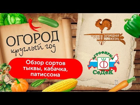 ОБЗОР СОРТОВ И ГИБРИДОВ ТЫКВЫ И КАБАЧКА