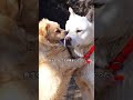 おじいさんは犬に5年間も騙されていた、まさかこのワンコが“海王”(遊び人)で、毎日こっそり山を降りて自由気ままに遊び歩いていたなんて、夢にも思わなかった。 #animals #ペット #shorts