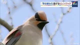 冬の終わりを告げる渡り鳥をカメラが捉えた　岐阜・美濃加茂市にヒレンジャク飛来　まもなくシベリアへ (22/03/20 17:51)