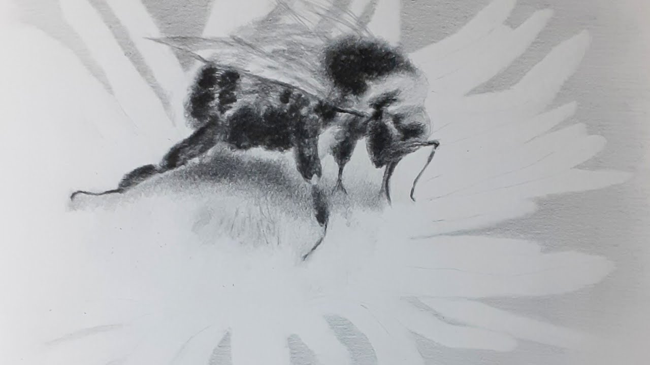 bumblebee drawing