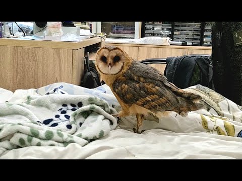 A wet barn owl with ballet legs runs around the bed, tasting socks and a blanket.