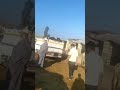 عجل عرباوي اصلي تشوفه تقول الليموزين عجل عرباوي اصلي تشوفه تقول الليموزين