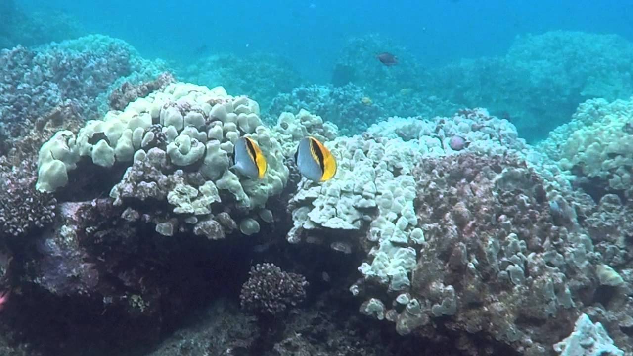 Kona Water - Rough Tooth Dolphins, Akule Ball and Whale Shark!!!  April 2016