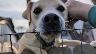 Download Lagu The Neighbor's Sweet Dog MP3 Download Lagu The Neighbor's Sweet Dog MP3
