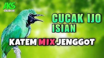 MASTERAN CUCAK IJO GACOR ISIAN KAPAS TEMBAK SAMBUNG CUCAK JENGGOT AMPUH DONGKRAK EMOSI IJO MUSUH