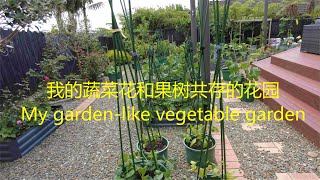 我爱种菜 跟着我参观我的夏季花园式菜园 有花有果有蔬菜 【NZ Lucy Vlog 98】