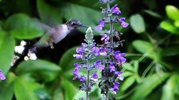 Hummingbird in Flowers FYV