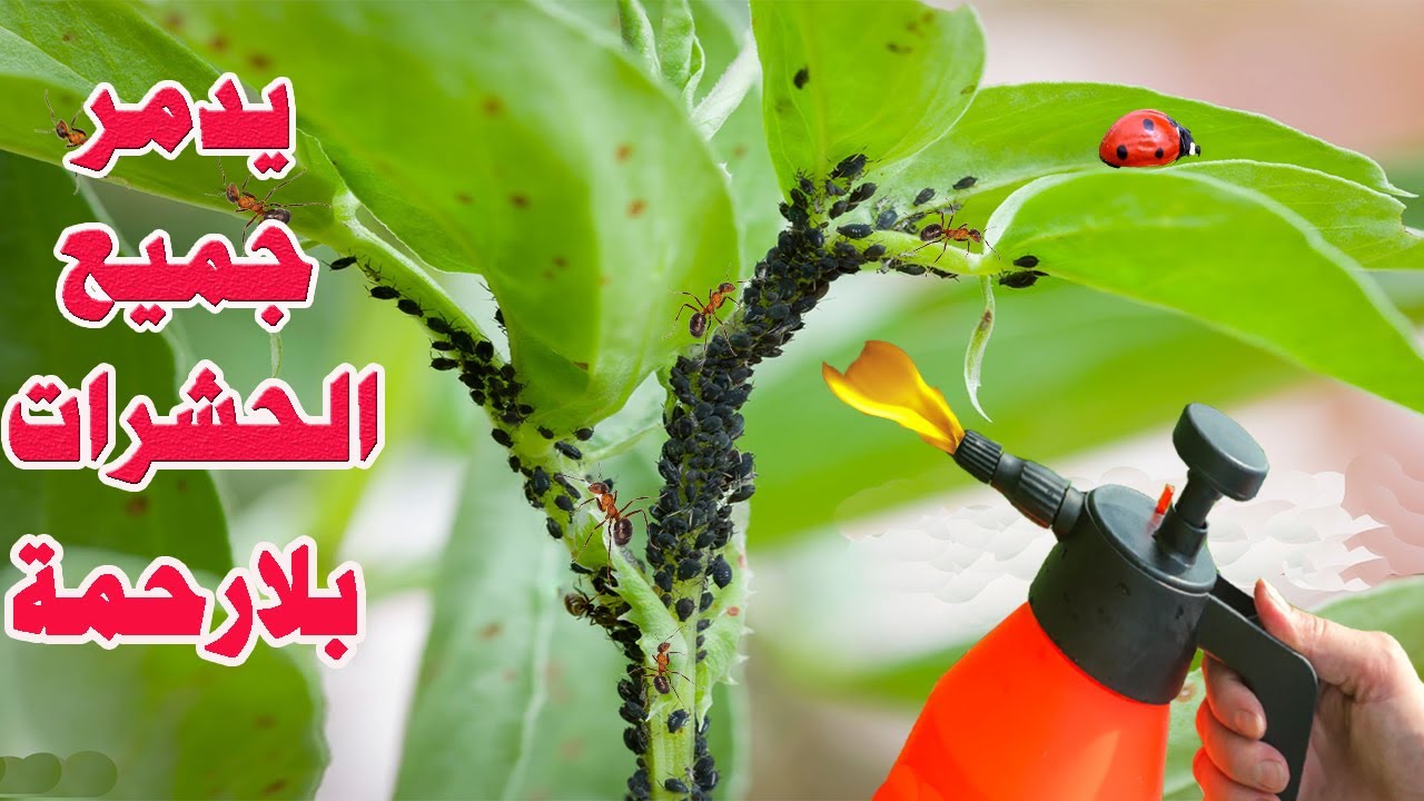 Самый мощный инсектицид, фунгицид и питательное вещество, 3*1, натуральный и бесплатный.