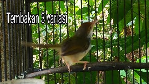 3 variasi prenjak lumut gacor untuk masteran