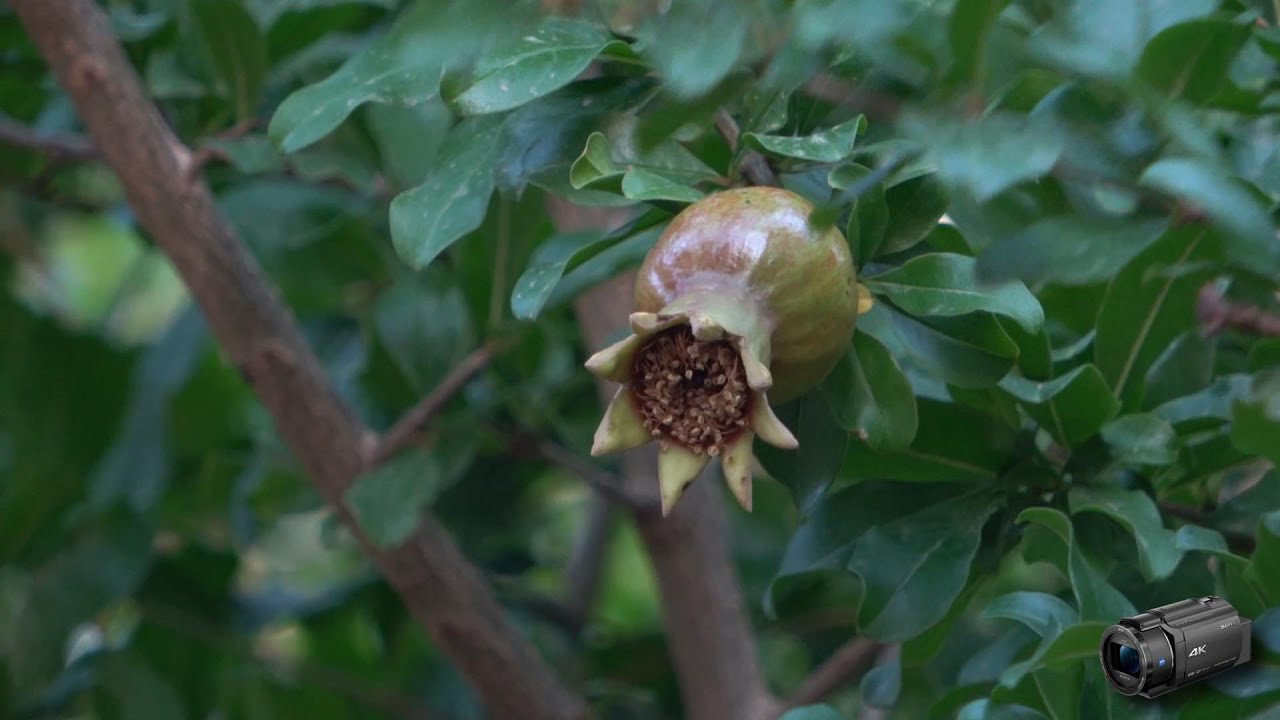 Sony AX43 - 4K footage (30p , 100 Mbps) edited with Filmora, 2025