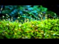 【ヒーリングBGM】雨音2時間/Raining 2 hours/Nature sounds Chill out music