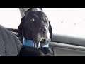 When dogs realizing theyre going to the vet   funniest reaction