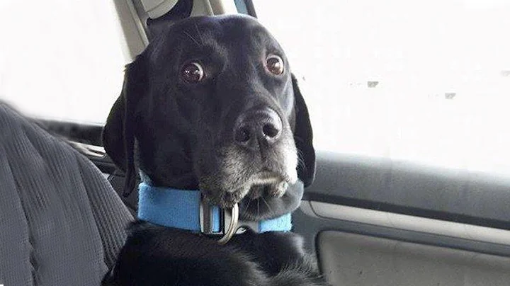 When Dogs Realizing They're Going to the Vet -  Funniest Reaction - DayDayNews
