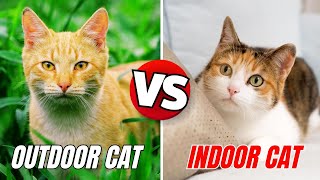 Indoor Cats vs Outdoor Cats – Who Has the Better Life?