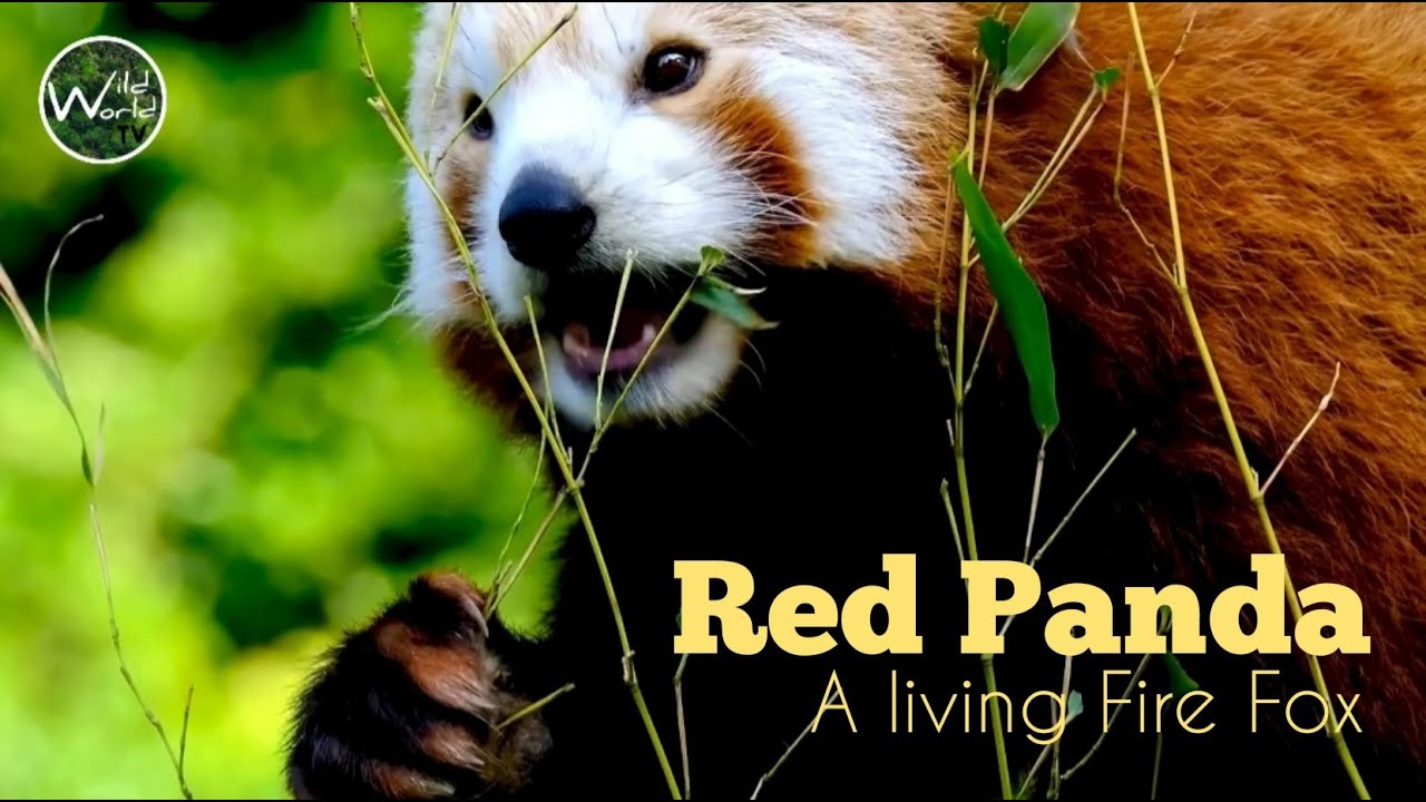 Red Panda or living Fire Fox Animal Facts Wild World TV YouTube