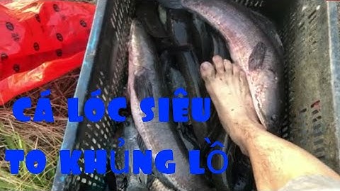 đi kéo lưới gặp đàn cá lóc khủng  lồ cuộc sống Đài Loan tập 3 [ vàng a sì ]