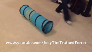 New trick! Joey pushes over a tunnel and then goes through it.