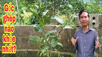 Gốc ghép cây bưởi giống | bưởi Rỏn | 0989928949