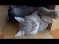 【天使の寝顔】段ボールに入ったまま熟睡しちゃった猫の癒し動画