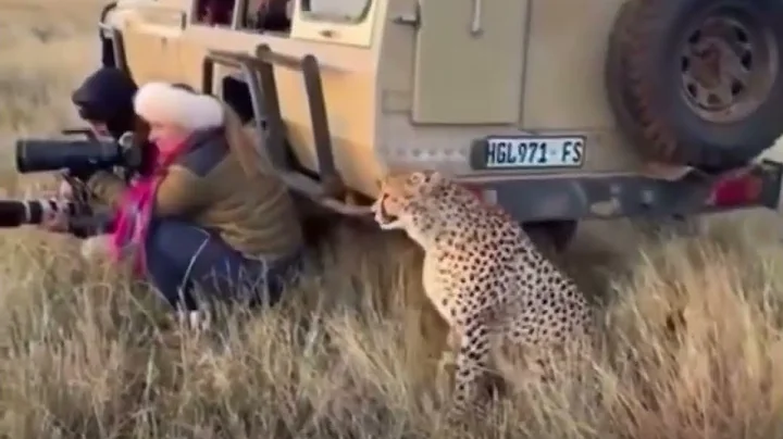 Cheetah Surprises Photographers from Behind | Real Wildlife Moment Caught on Camera