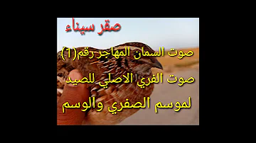 صوت السمان الفري المهاجر صوت اصلي للصيد لموسم الصفري والوسم للصيد في فصل الخريف والشتاء 