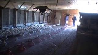 JH Ag PLT In House Application at 21 Days
