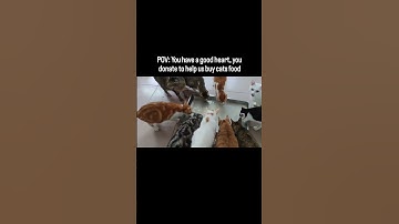 POV: You have a good heart ❤️‍🩹 You spare a little to help us buy food for hungry cats and treat.