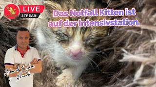 Das neue Notfall Kitten bleibt die Nacht beim Tierarzt auf der Intensivstation.