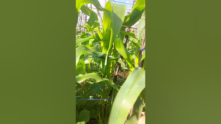 kita bekerja di kebun sendiri geas semangat geas