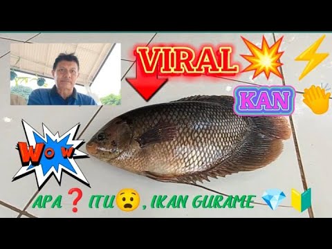 VIRAL KAN, APA ITU IKAN GURAME DI KOLAM IKAN KUUU #ikan celebrity aidil