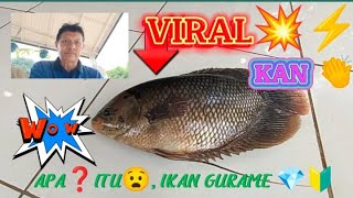 VIRAL KAN, APA ITU ❓ IKAN GURAME  DI KOLAM IKAN KUUU  #ikan celebrity aidil