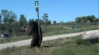 Black Bear Scratching His Back Like Baloo In Jungle Book